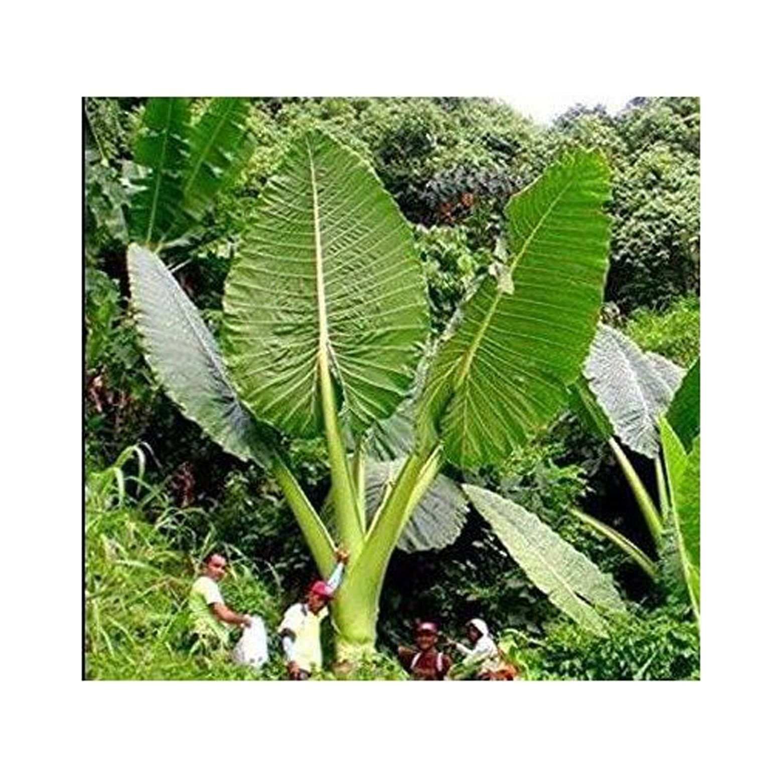 , Live Gigantea Elephant Ear Bulb, Thailand Colocasia Root