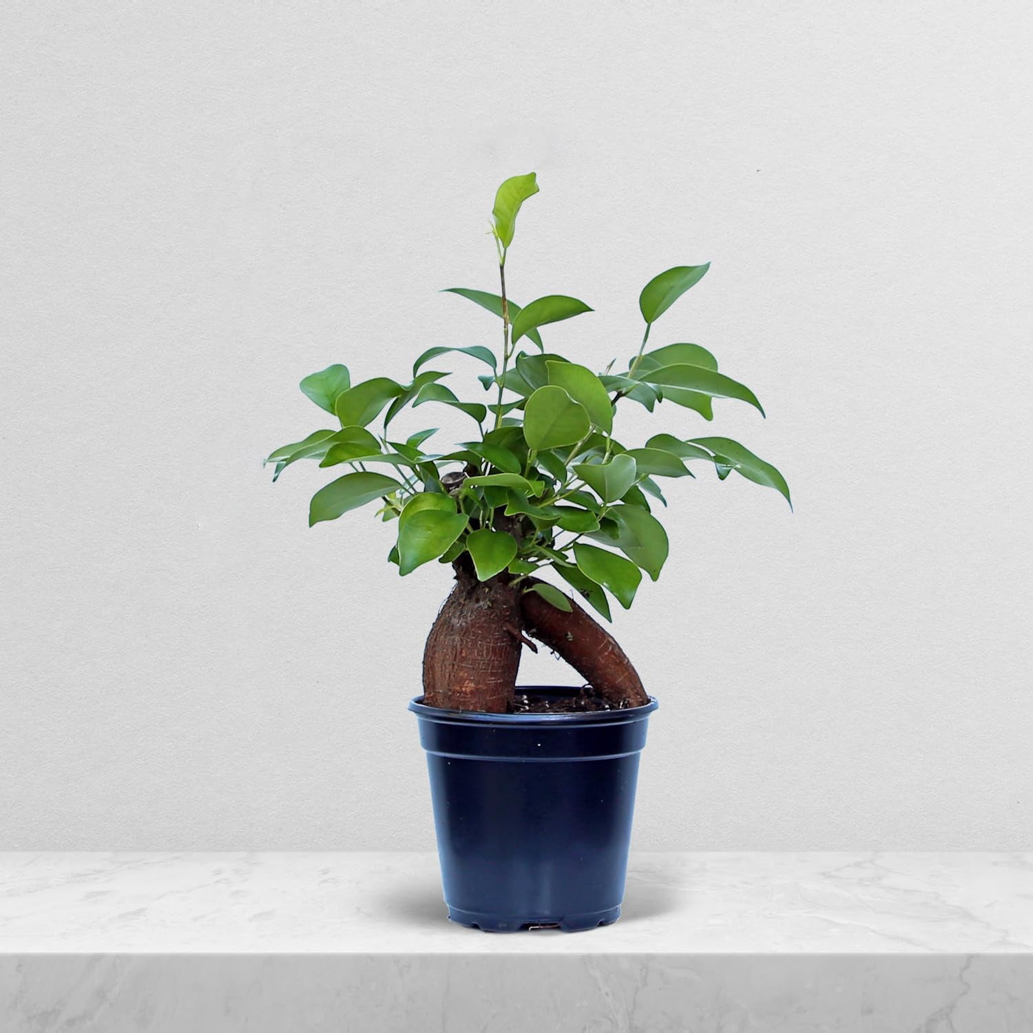 Live Ginseng Ficus, Ficus Retusa, Banyan Fig, Bonsai Houseplant, Unusual Plant, Indoor Live
