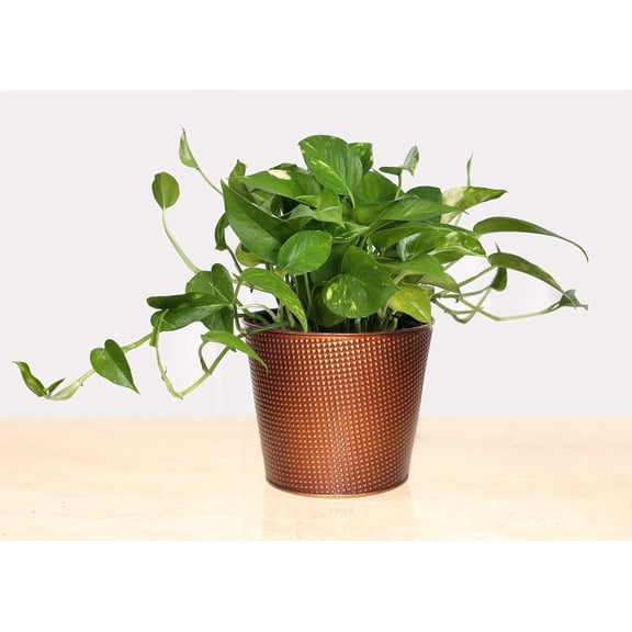 Live Golden Potho with Studded, Bronze Plated Gift Container- 6 Inch Indoor Plant