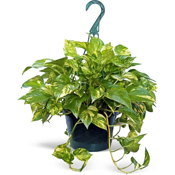 Live Golden Pothos, Devils Ivy Plant, Indoor Potted Plant, Mom Birthday Gift Plant, Hanging Plant, Housewarming Gift, Gardener Gift, Houseplant in 8" Hanging Basket