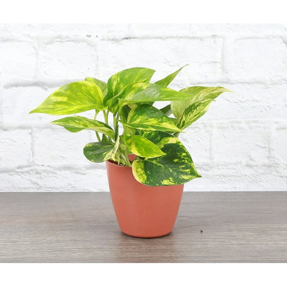 Live Golden Pothos Plant - 4" Biodegradable Pot - Terra Cotta