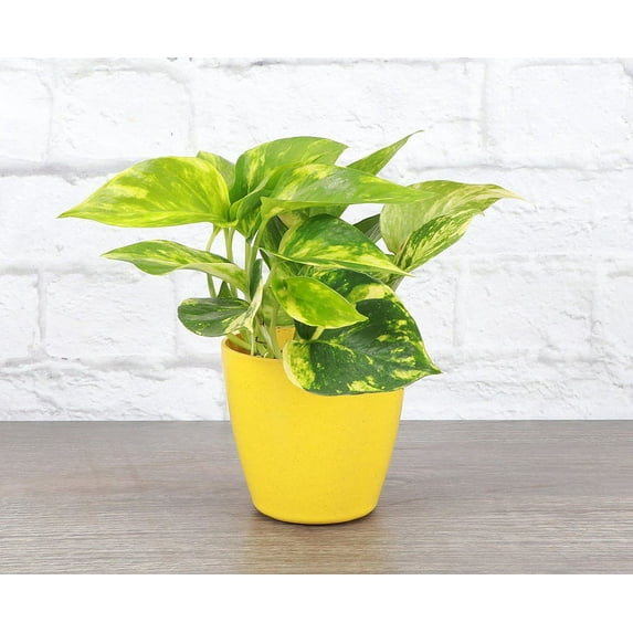Live Golden Pothos Plant - 4" Biodegradable Pot - Yellow