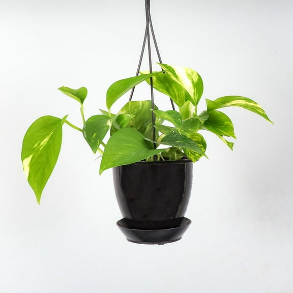 Live Golden Pothos Plant - 4" Hanging Pot - Black