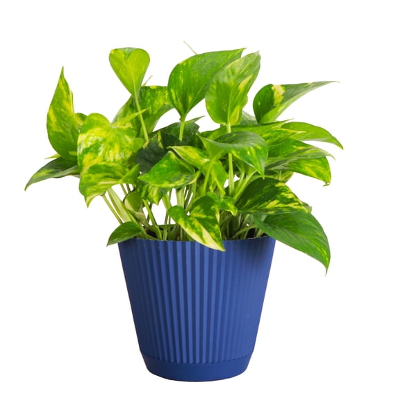 Live Golden Pothos Plant - Air Purifying - Vining Plant - 6" Decorative Pot Cover - Thorsen's Greenhouse