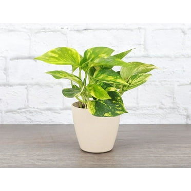Live Golden Pothos Plant - Easy Indoor Plant - 4" Biodegradable Pot - Natural