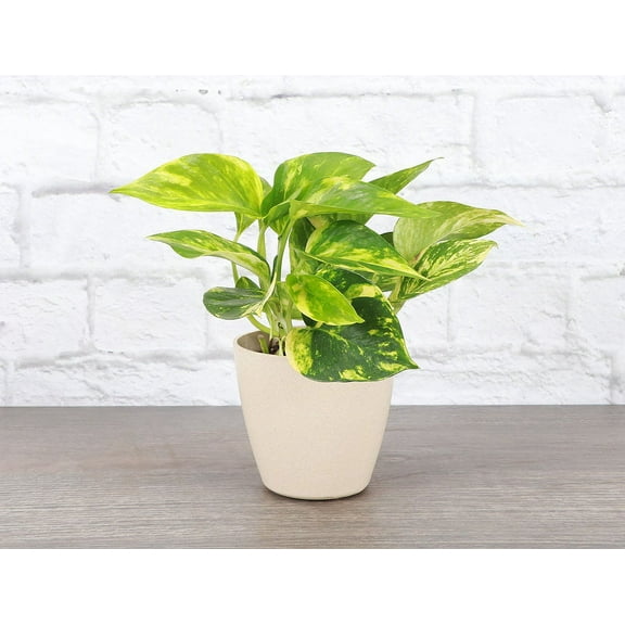Live Golden Pothos Plant - Easy Indoor Plant - 4" Eco Pot - Natural