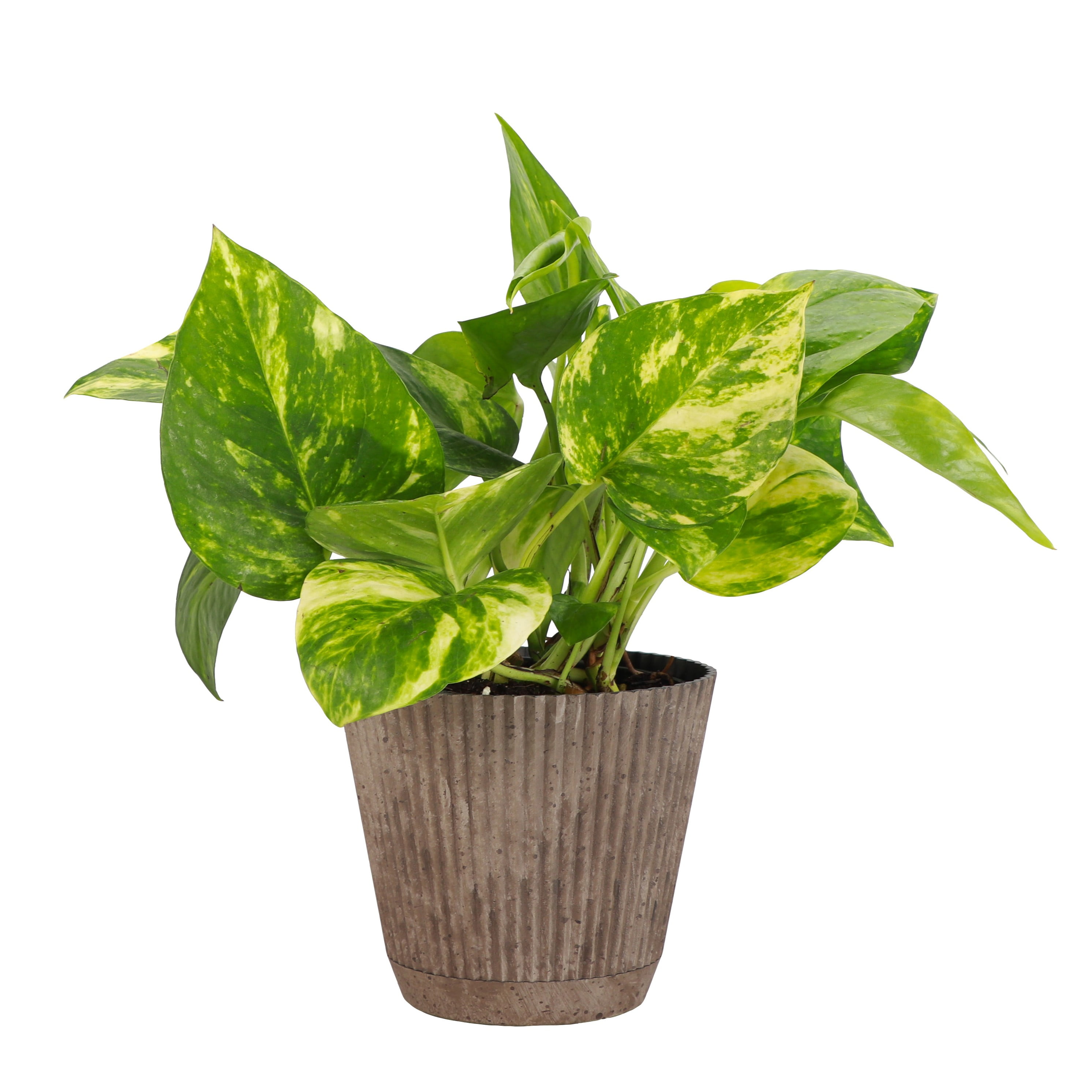 spider plant variegated Chlorophytum Hawaiian Spider Plant ( Green Variegated ) – In Succulent Love main image 0