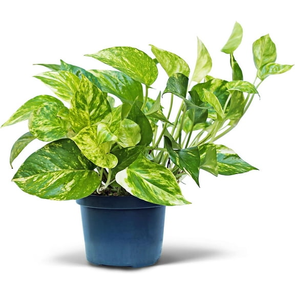 Live Golden Pothos, Variegated Pothos, Devils Ivy Live Houseplant, Indoor Plant in Pot, Birthday Gift, Office Plant, Wife Gift; Evergreen Plant in 6" Pot