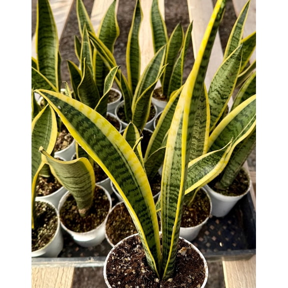 Live Golden Snake Plant Sansevieria Laurentii Plant Mother in Law's Tongue Houseplant 4"Pot