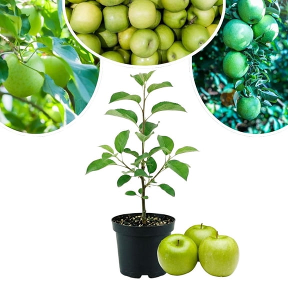 Live Granny Smith Apple Tree Plant 6-10 Inch Tall, Sweet Green Apple Starter Tree for Outdoor Growing, Winter Dormant, No Pot