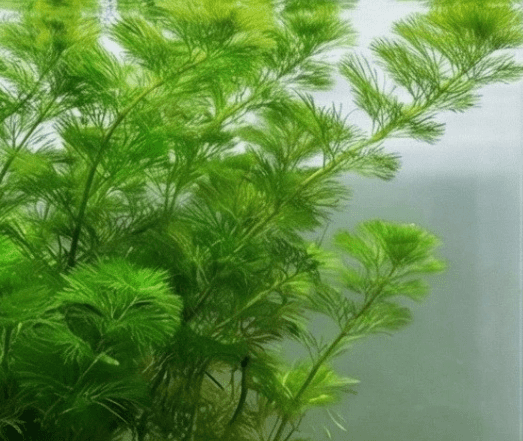 Live Green Cabomba Aquarium Plant – Freshwater Aquatic Stem Plant for Fish Tanks & Aquascaping