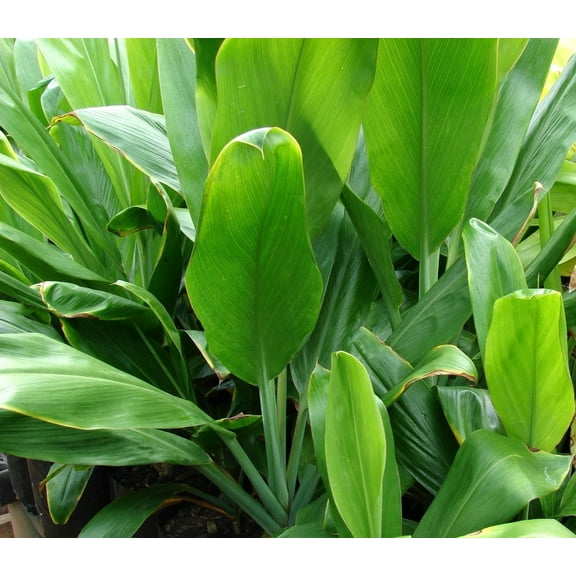 Live Green Cordyline Fruticosa Ti Leaf Plant Cuttings 1 Pk (2 Pp Each 2"-4") Sun
