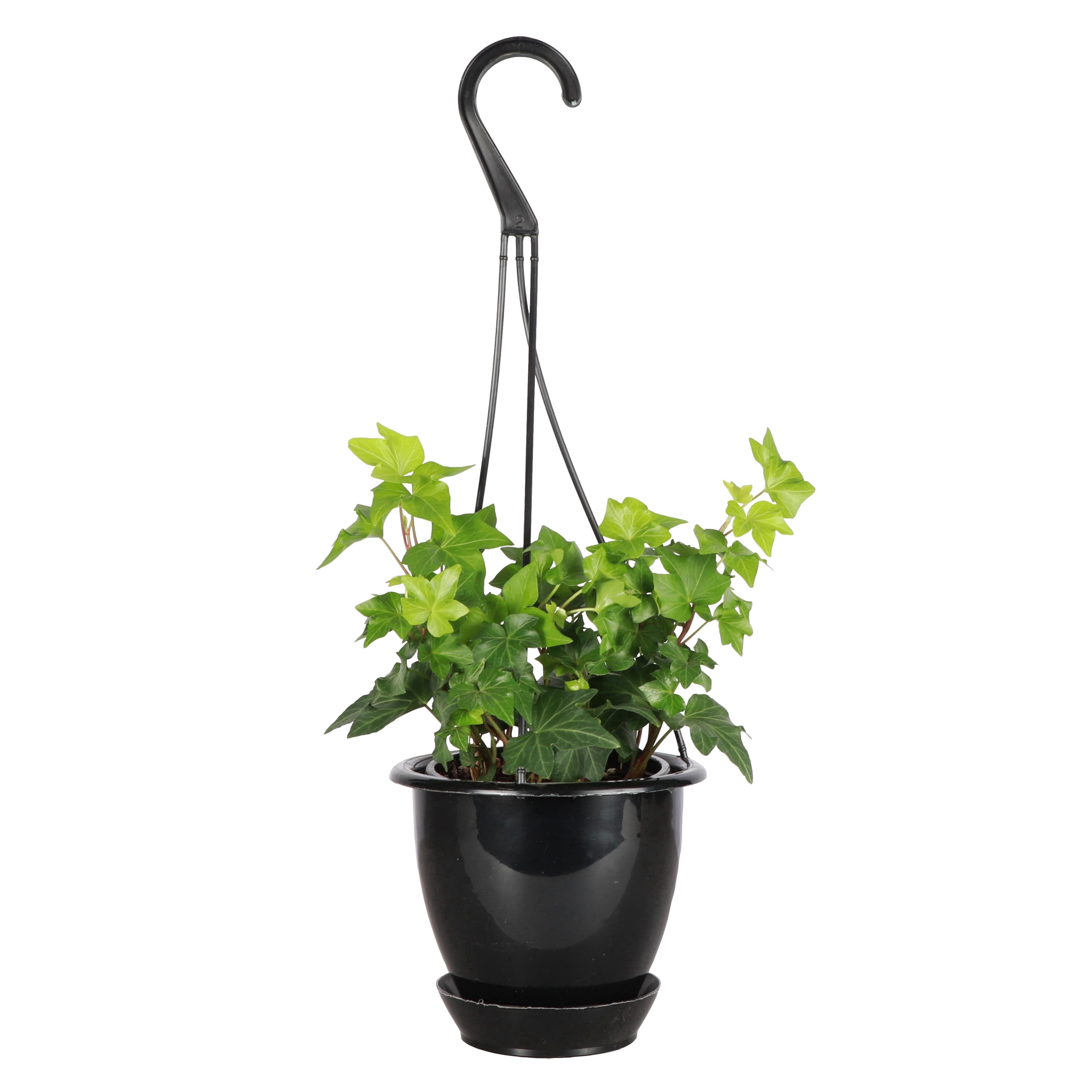 buy philodendrons Philodendron Gloriosum Heart-shaped Leaves, Easy Care Indoor Plants 6" Pot by Succulents Box