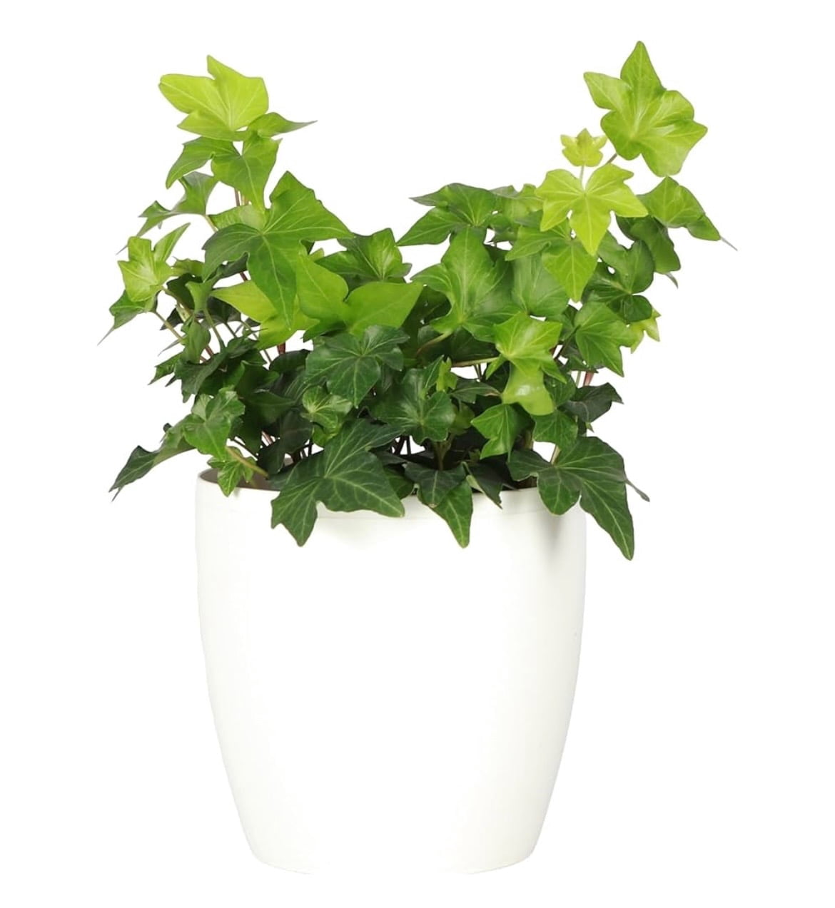 Live Green English Ivy Plant, Hedera Helix, Natural Air Purifier