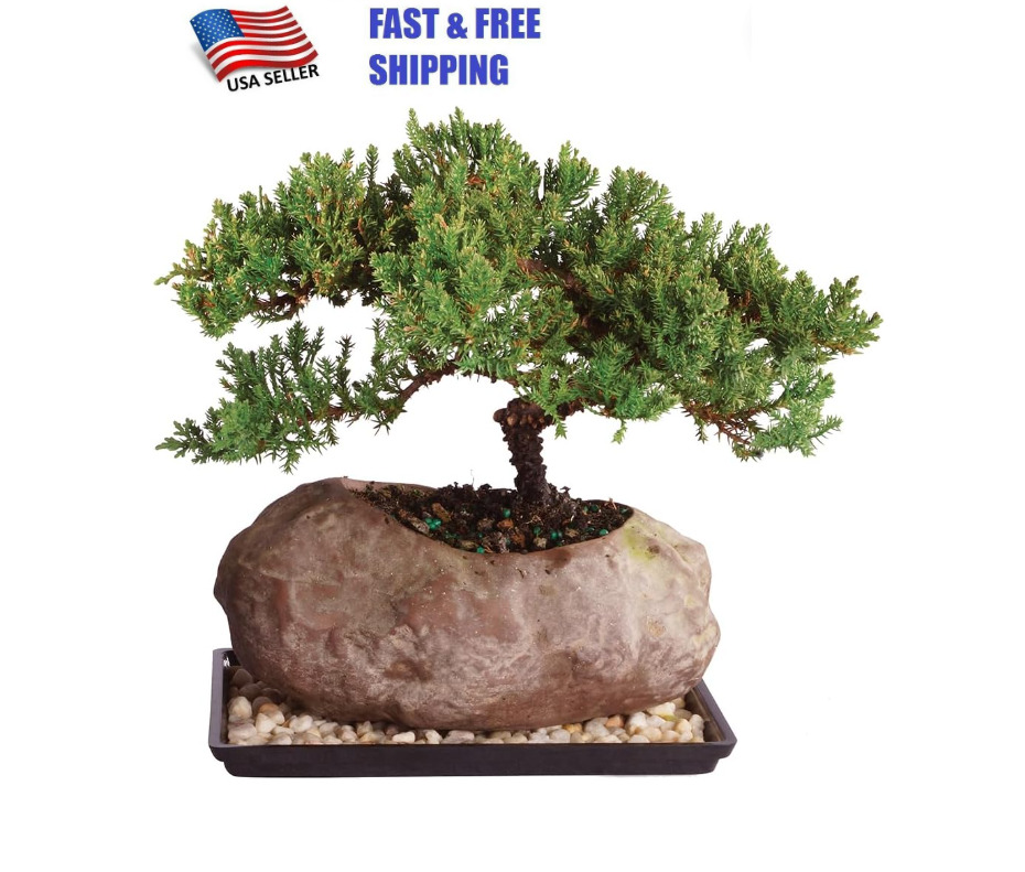Live Green Mound Juniper Bonsai Tree in Rock Pot, 6 Years Old, Outdoor