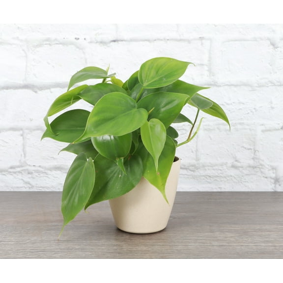 Live Green Philodendron Plant - 4" Eco Pot - Natural