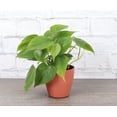 thumbnail image 1 of Live Green Philodendron Plant - 4" Decorative Biodegradable Pot - Terra Cotta, 1 of 5
