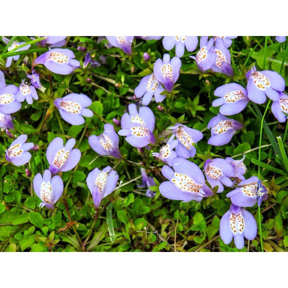 Live Ground-Cover Plants - Creeping Mazus Reptans Walk On - [Qty: 5X 3.5 Pots] - (Click for Other Available Plants/Quantities)