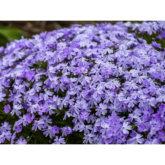 Live Ground-Cover Plants - Emerald Blue Creeping/Moss Phlox + Subulata - [Qty: 2X Pint Pots] - (Click for Other Available Plants/Quantities)