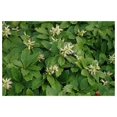  Live GroundCover Plants Pachysandra Terminalis + Japanese Spurge