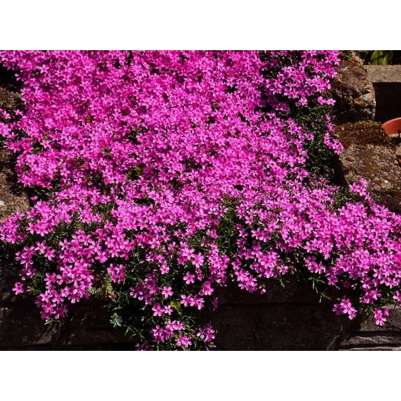 Live Ground-Cover Plants - Pink Creeping/Moss Phlox + Subulata - [Qty: 2X Pint Pots] - (Click for Other Available Plants/Quantities)