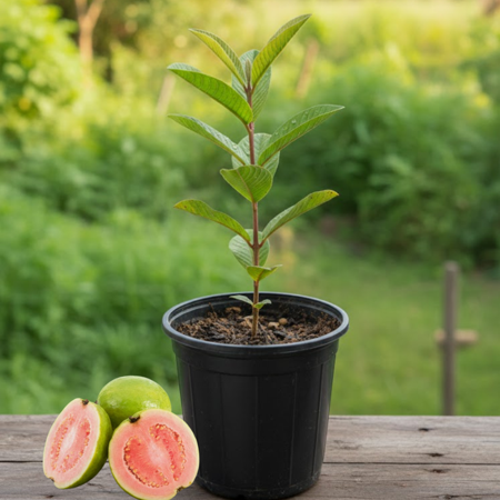 Live Guava Tree, Red Guava Plant for Planting, 12 to 16 Inches Height, Red Flesh, Sweet Fruit for Outdoor Garden