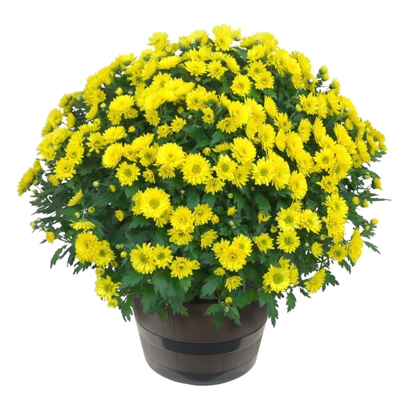 Live Hardy Chrysanthemum in Deco Wine Barrel - Yellow - Colorful Fall Mums - 15" Tall by 12" Wide in 3 Qt Deco Pot