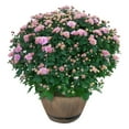 thumbnail image 1 of Live Hardy Chrysanthemum in Whiskey Barrel - Pink - Colorful Fall Mums - 15" Tall by 12" Wide in 1.15 Gal Deco Pot, 1 of 1