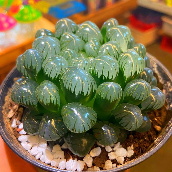 Live Haworthia Cooperi Succulent Plant,  Crystal Window Succulent, Easy Care Indoor Desk Plant