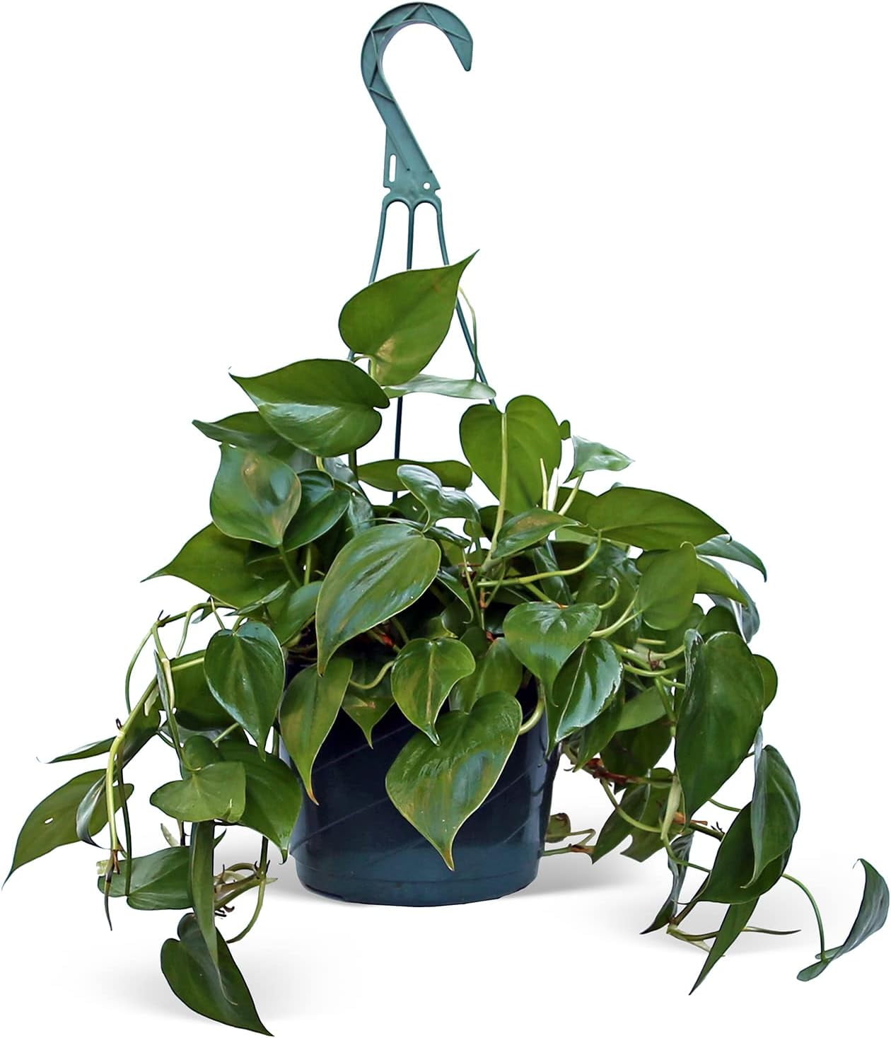 Gift Plant Lover