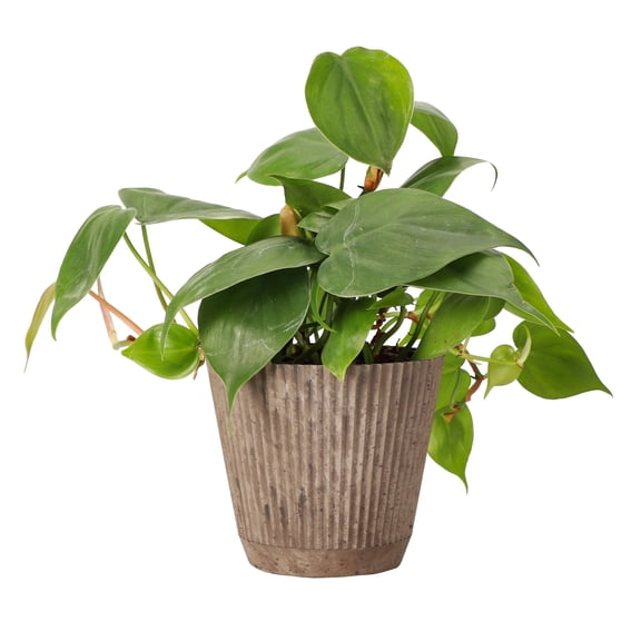 Live Heartleaf Philodendron Plant - Easy Care - 4" Decorative Pot Cover - Thorsen's Greenhouse