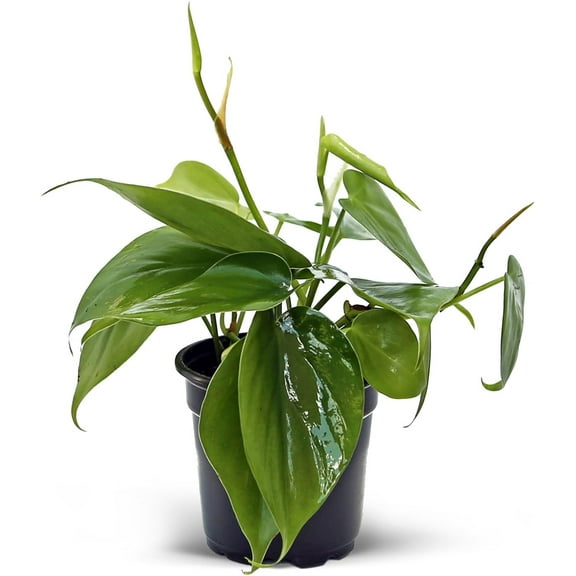 Live Heartleaf Philodendron, Trailing Indoor Plant, Easy to Grow Houseplant Gift for Home, Gardener Gift, Office Gift for Co-Worker, Live Decoration in 4" Pot