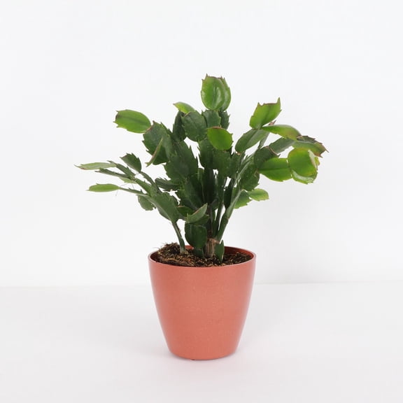 Live Holiday Cactus Plant - Christmas Cactus - 4" Decorative Biodegradable Pot - Terra Cotta