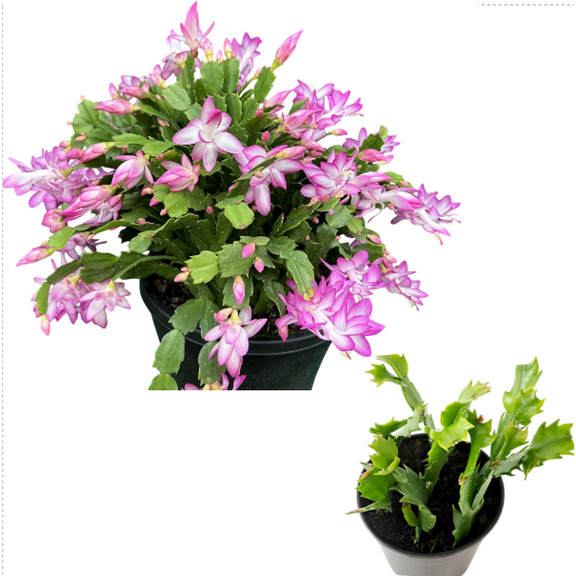Live Holiday Cactus Plant - Pink Chrismas Cactus Thanksgiving Cactus Plant - Zygocactus Flowers Well Rooted - Schlumbergera Flowers Seedling - 4-6"Tall 3"Pot