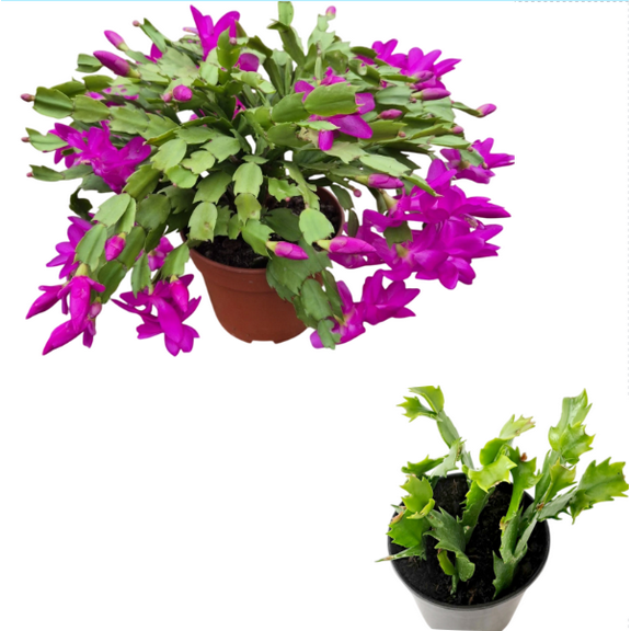Live Holiday Cactus Plant - Purple Chrismas Cactus Thanksgiving Cactus Plant - Zygocactus Flowers Well Rooted - Schlumbergera Flowers Seedling - 4-6"Tall 3"Pot