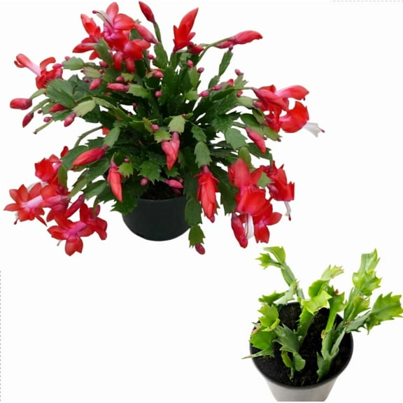 Live Holiday Cactus Plant - Red Chrismas Cactus Thanksgiving Cactus Plant - Zygocactus Flowers Well Rooted - Schlumbergera Flowers Seedling - 4-6"Tall 3"Pot