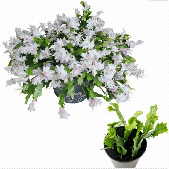 Live Holiday Cactus Plant - White Chrismas Cactus Thanksgiving Cactus Plant - Zygocactus Flowers Well Rooted - Schlumbergera Flowers Seedling - 4-6"Tall 3"Pot