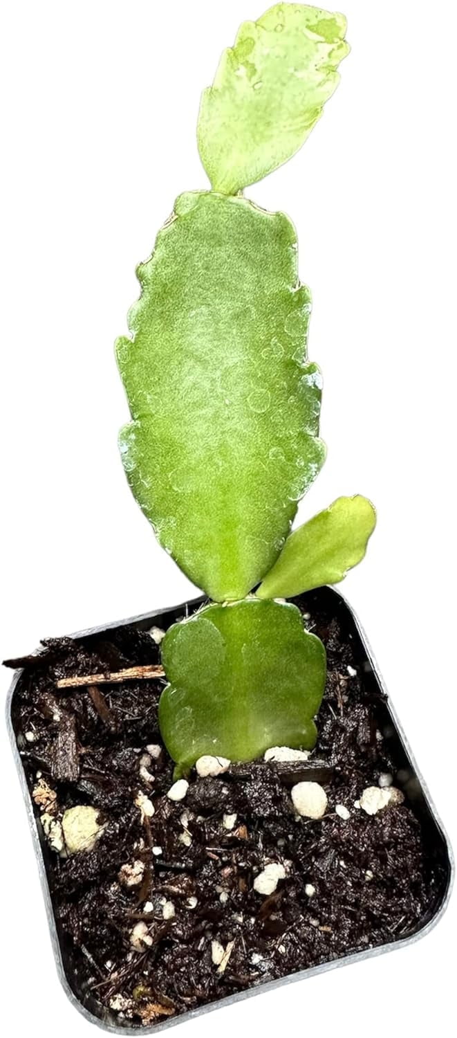 Live Holiday Cactus Plants (2"Pot Christmas Cactus)