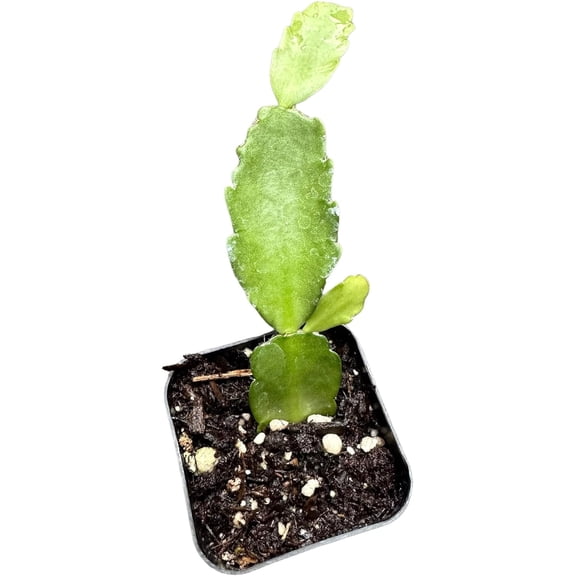 Live Holiday Cactus Plants (2"Pot Christmas Cactus)