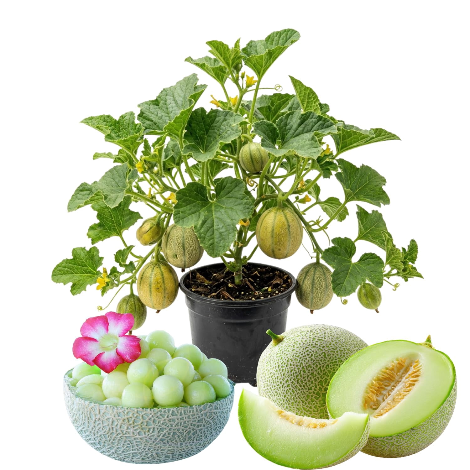 Live Honeydew Melon Vine Plant, Sweet Honeydew Fruit Plant, 4-6 Inch ...