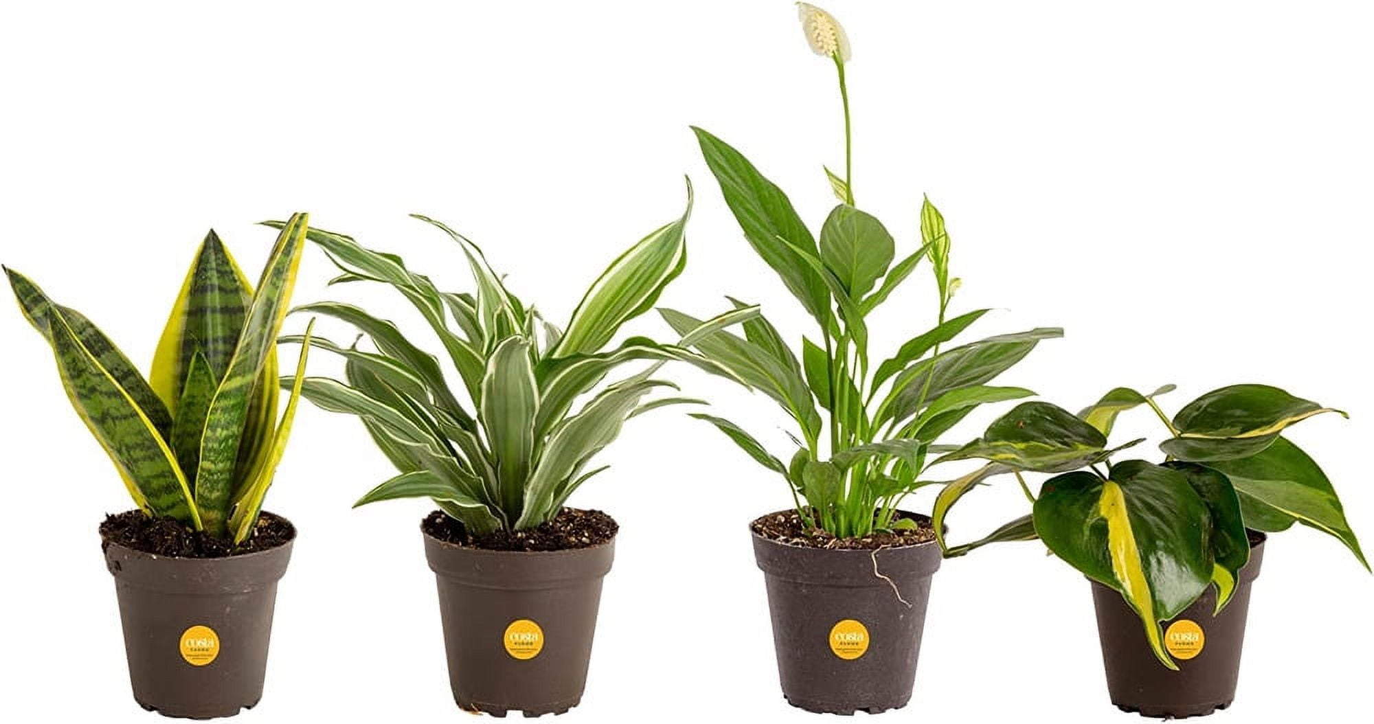 Live House Plants (4 Pack) Easy Grow Houseplants, Potted in Indoor