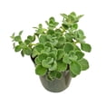 thumbnail image 1 of Live House Plants Indoor Plants 4‘’Pot Vicks Plant/Plectranthus Plant, 1 of 5