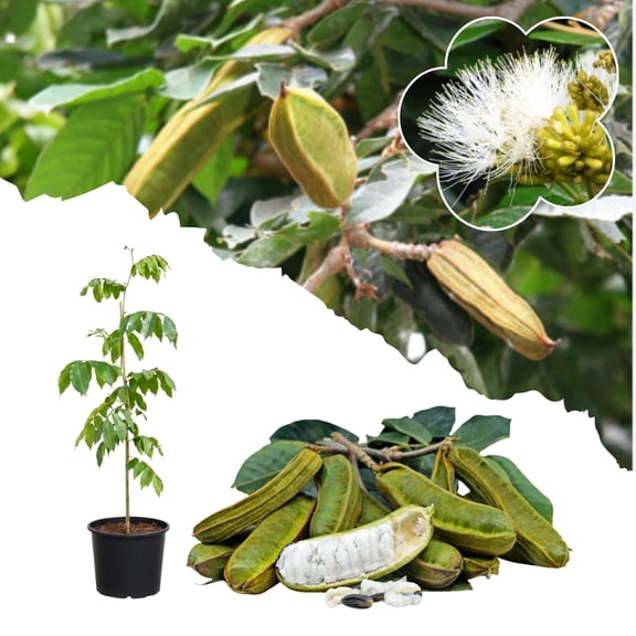 Live Ice Cream Bean Tree Plant, Inga Edulis Trees, Tropical Sweet Fruit Plant, 8-12 Inches Tall, Ready for Growing