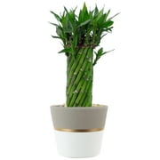 Live Indoor 12in. Tall Green Lucky Bamboo; Low, Indirect Light Plant in 5in. Ceramic Planter