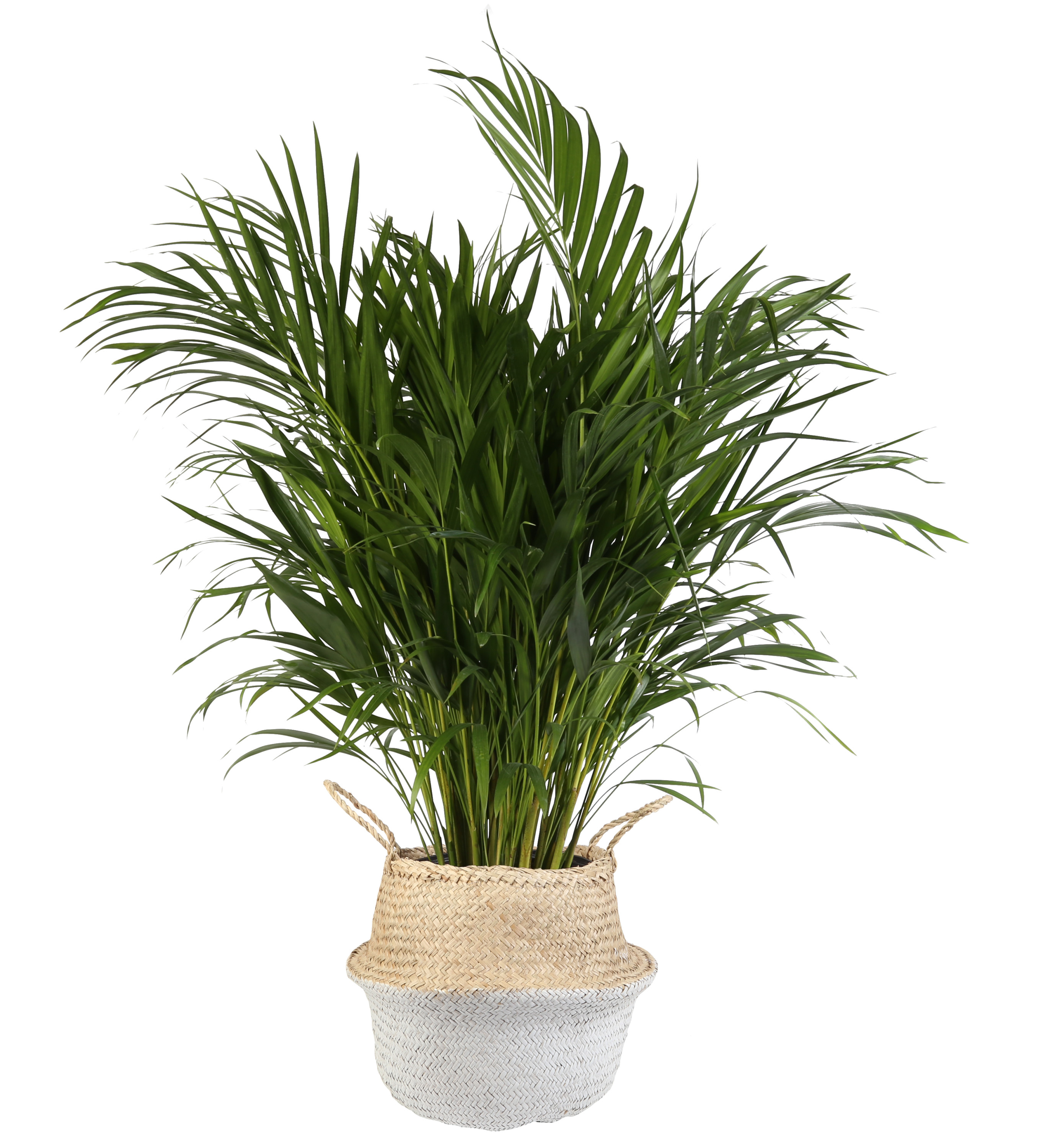 Live Indoor 36in. Tall Green Areca Palm; Bright, Indirect Sunlight Plant in 10in. Seagrass Planter - image 1 of 9