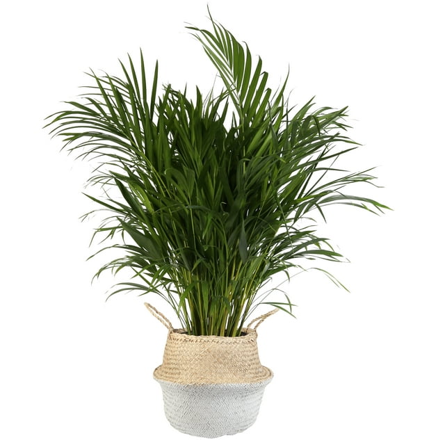 Live Indoor 36in. Tall Green Areca Palm; Bright, Indirect Sunlight Plant in 10in. Seagrass Planter