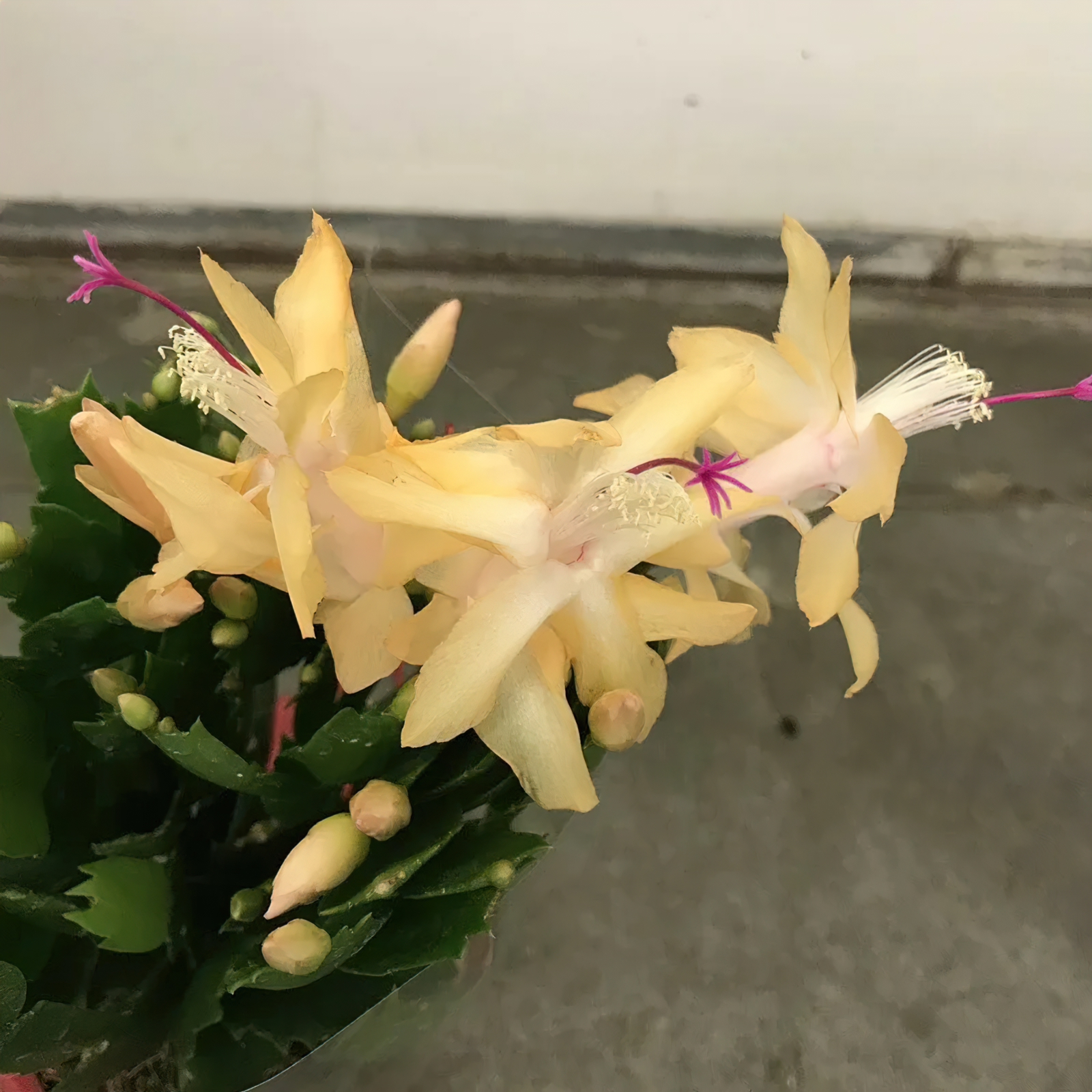 Live Indoor Houseplant, Rare Yellow Christmas Cactus Plant Yellow Zygocactus 4" Pot