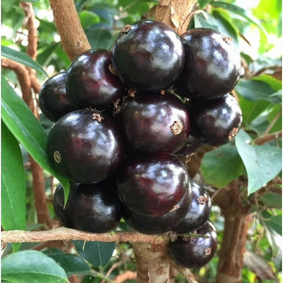 Live Jaboticaba Fruit Tree Plinia Cauliflora Brazilian Sabara Grape Seedling Plant Fruit Tree 1 Feet Tall