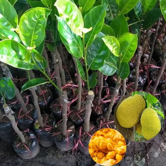 Live Jackfruit Plant in Pot, Edible Fruit Tree for Patio or Garden, 4-6 Inches Tall