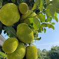 thumbnail image 1 of Live Jackfruit Tree, 7-12'' Tall, Sweet Tropical Plant Live, Edible Fruit Tree for Growing, 1 of 6